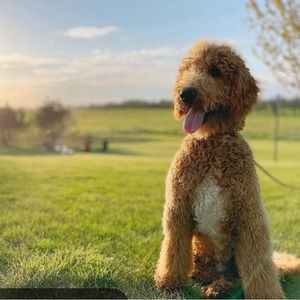 Meet your Posher, Joyce